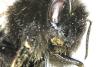 Bombus sp.